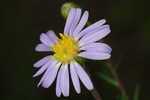 Flaxleaf whitetop aster